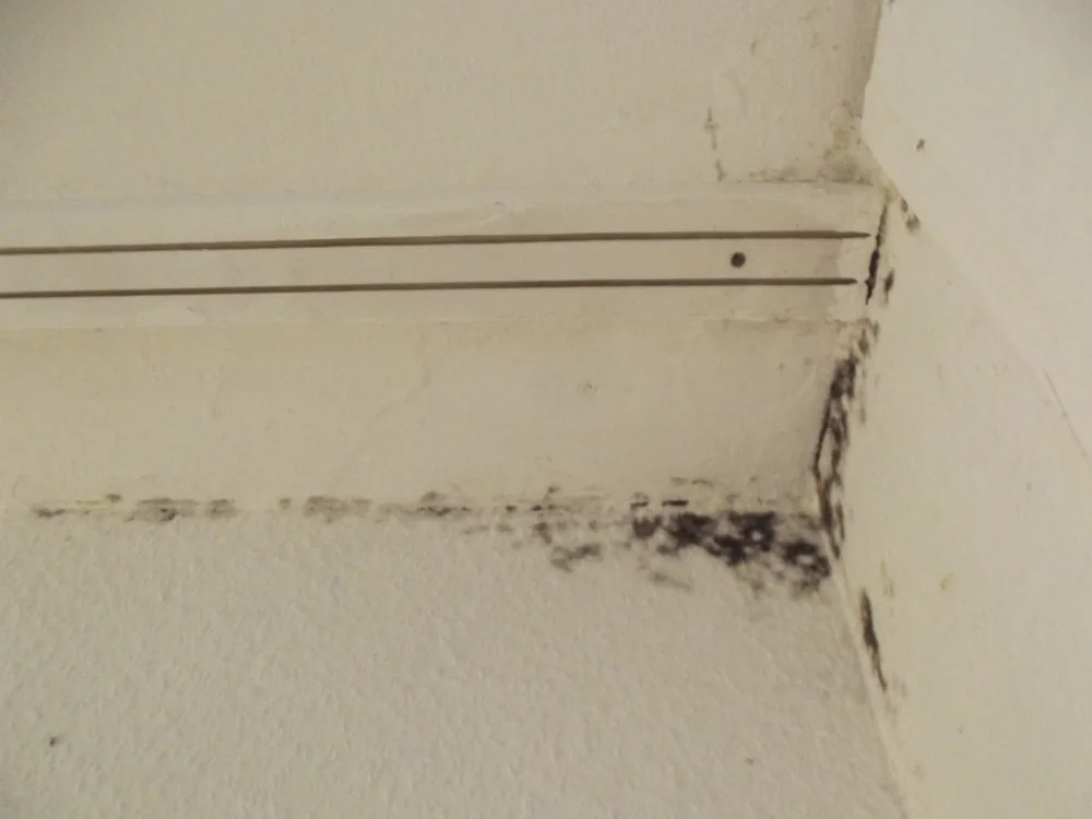 Technician in protective gear removing a mold-damaged wall in a Crestline home